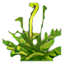 Planta Floreciente