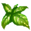 Albahaca