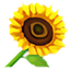 Girasol con Sprite